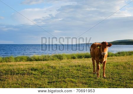 Solitary cow