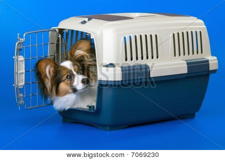 Unge Papillon