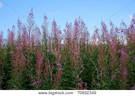 Pink scottish wildflowers