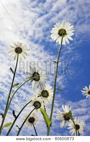 Marguerites On Sky Background
