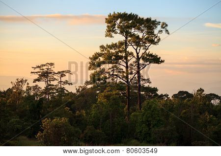 Pines And Sunset
