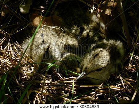 Spotted Squeaky Chicks In The Nest. Young Precocial Hidden In The Grass.