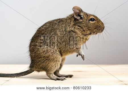 Degu Rodent In Profile