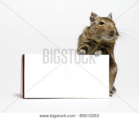 Cute Degu Rodent With Blank Poster In Paws