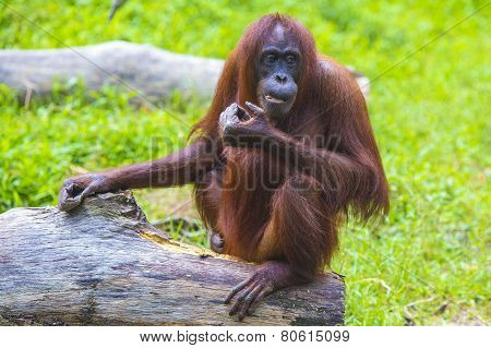 Orangutan