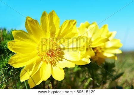 Yellow Flowers