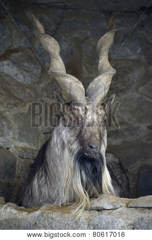 Screw-horned goat