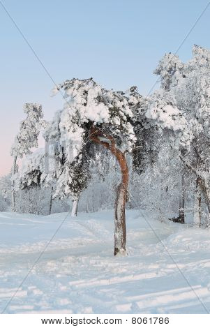Красивое дерево