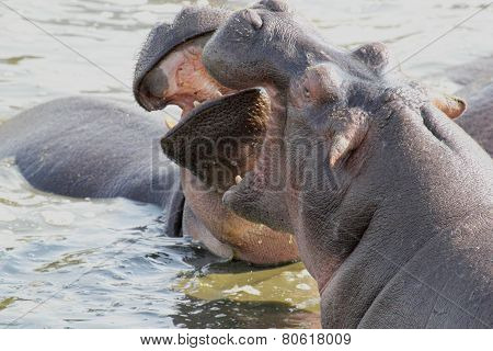 Male Hippos Fighting In A Pool