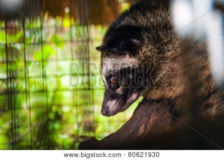 Luwak - Asian Palm Civet In A Cage