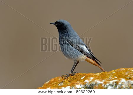 black redstart in natural habitat (phoenicurus ochruros)