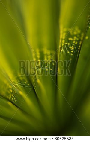 palm leaf