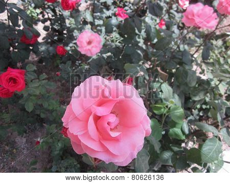 Roses