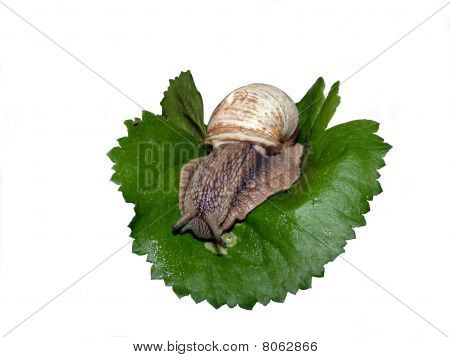 Cameo-shell