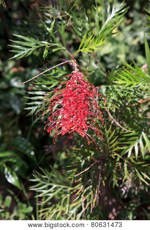 Grevillea juniperina.