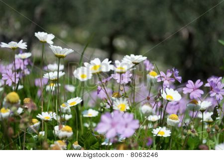 fiori di camomilla