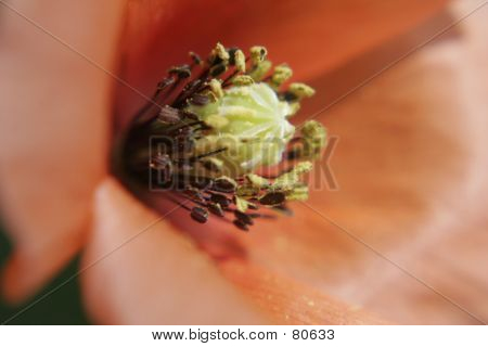 Rote Blume-Closeup