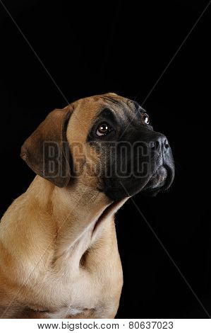 portrait of a Mastiff puppy