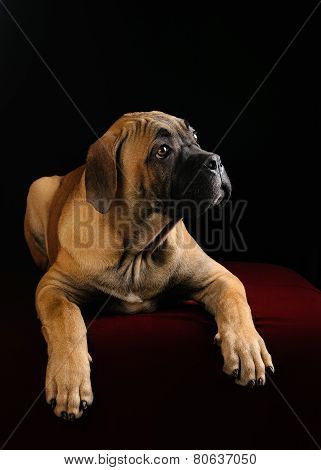 portrait of a Mastiff puppy