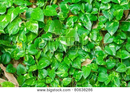 Green Leaf Background