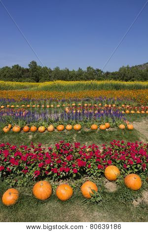 Colorful flowers in the garden