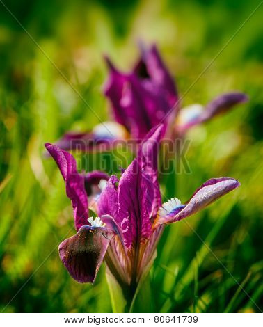 Iris Flower