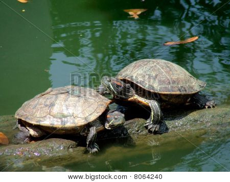 die paar Schildkröte