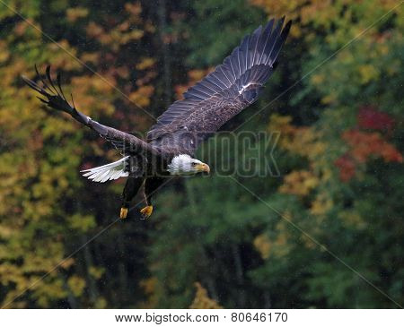 Soaring Bald Eagle in Fall