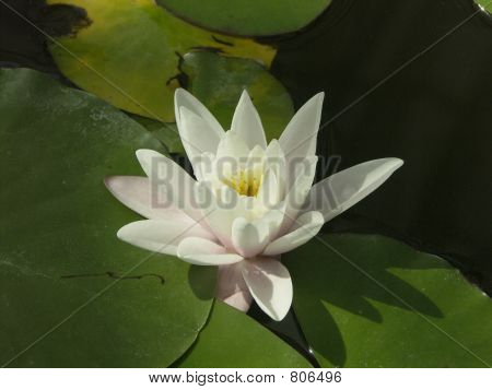Waterlily