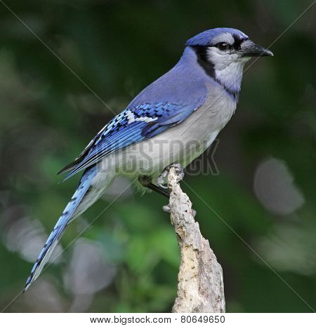 Sitting Blue Jay