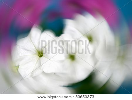 Petunia Flowers Abstract Background