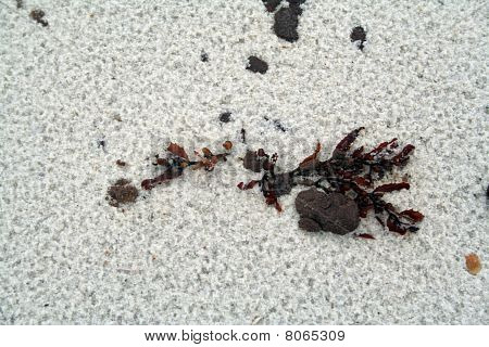 BP petrol sızıntısı