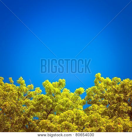 green branches in a wood and blue sky