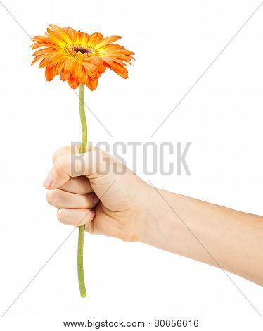 hand with a flower isolated on white