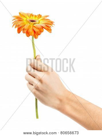 hand with a flower isolated on white