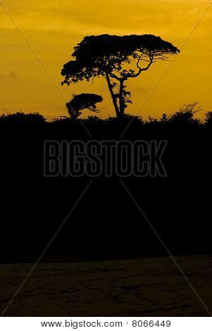 Boom bij zonsondergang