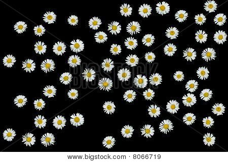 daisies