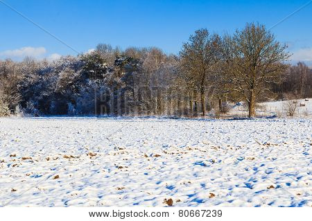 Winter Landscape View Fields Forests Covered Snow