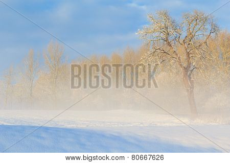 Winter Landscape View Fields Forests Covered Snow Fog