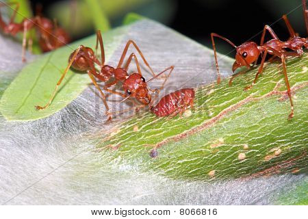 Ant- ja kirva