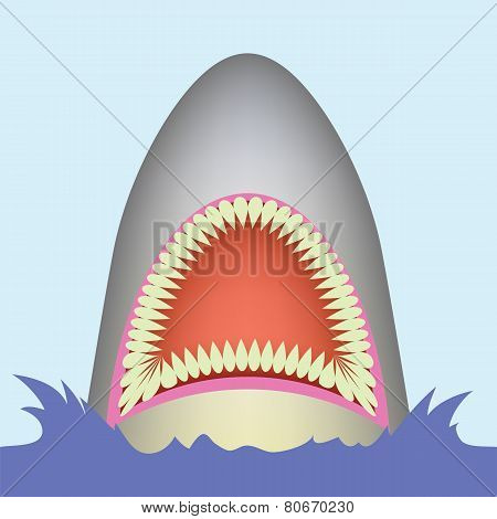Shark