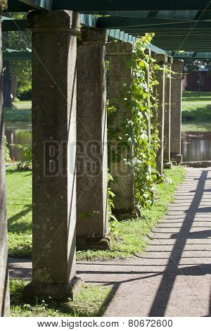 Pergola twined greens. Oranienbaum (Lomonosov). Upper park.