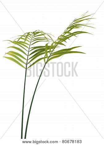 Tropical Plant
