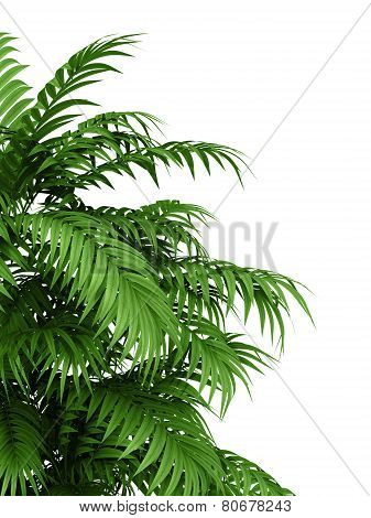 Tropical Plant