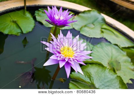 Lotus (midnight)
