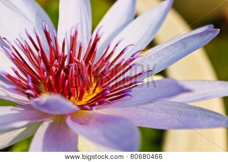 White Lotus