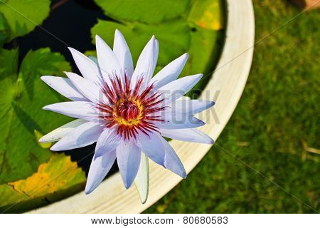 White Lotus