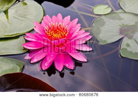Lotus (miss Siam)