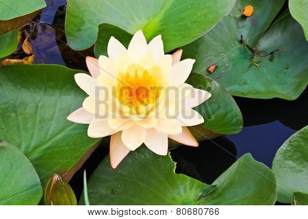 Lotus