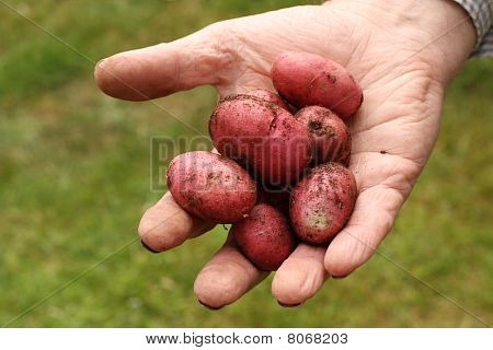 Patate rosse